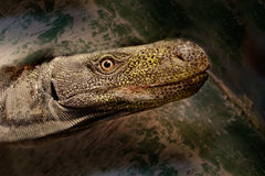 Crocodile Monitor clipart #11, Download drawings