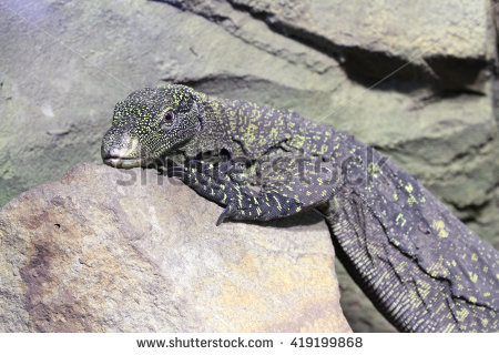 Crocodile Monitor clipart #2, Download drawings