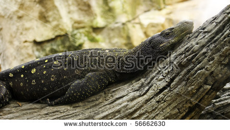 Crocodile Monitor clipart #16, Download drawings