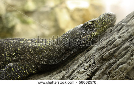 Crocodile Monitor clipart #12, Download drawings