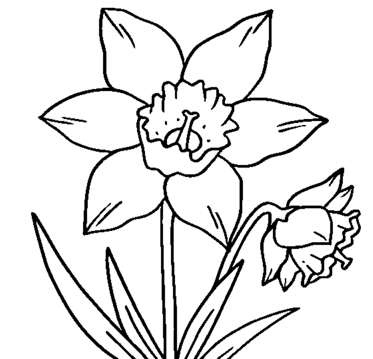 Daffodil coloring #18, Download drawings