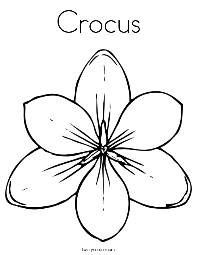 Crocus coloring #16, Download drawings
