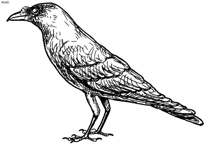 Crow coloring #19, Download drawings