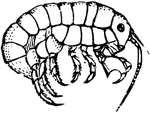 Crustacean clipart #15, Download drawings