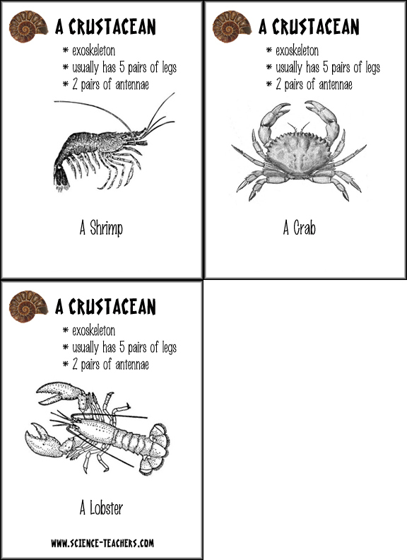 Crustacean coloring #14, Download drawings