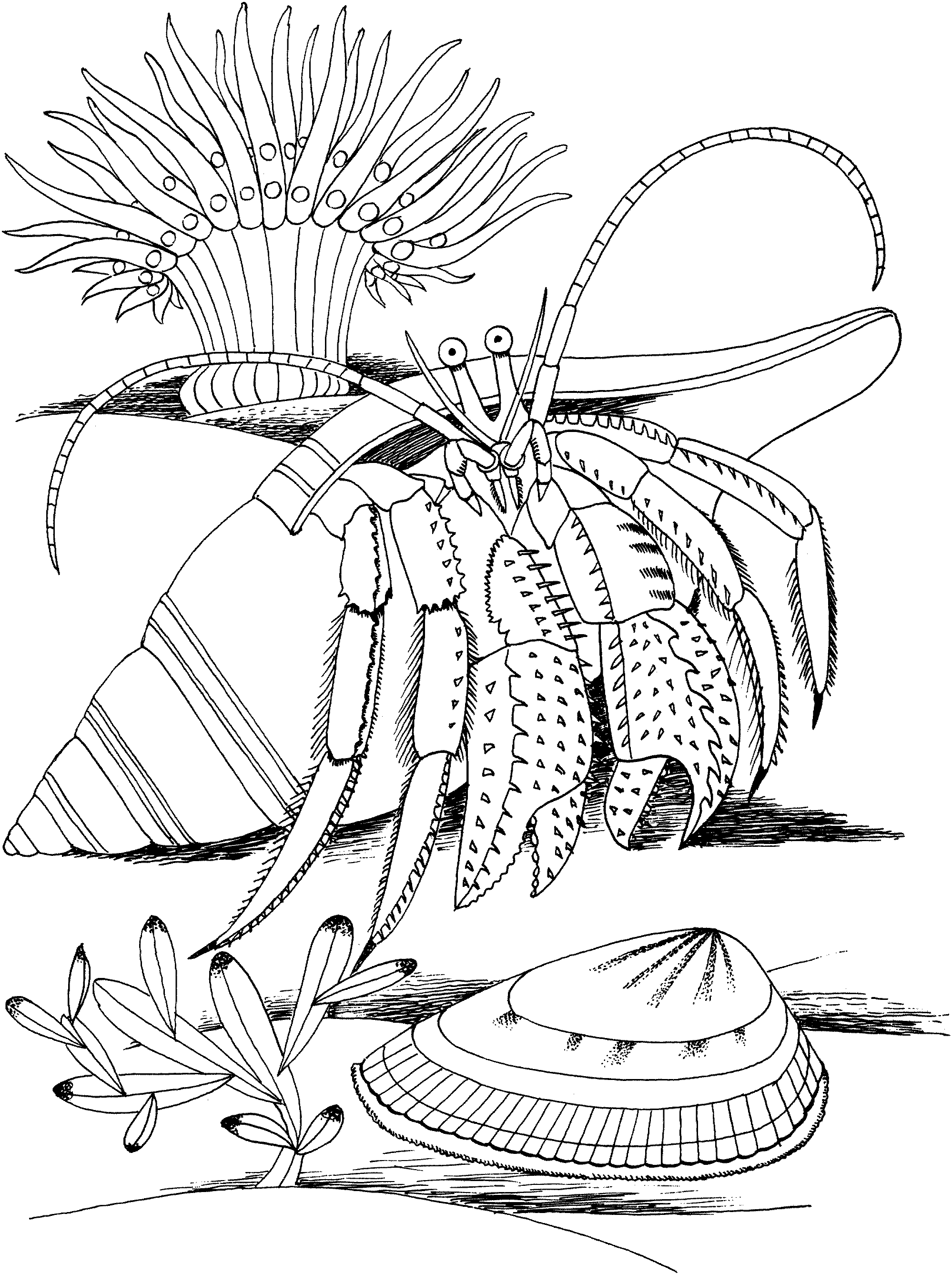 Crustacean coloring #13, Download drawings