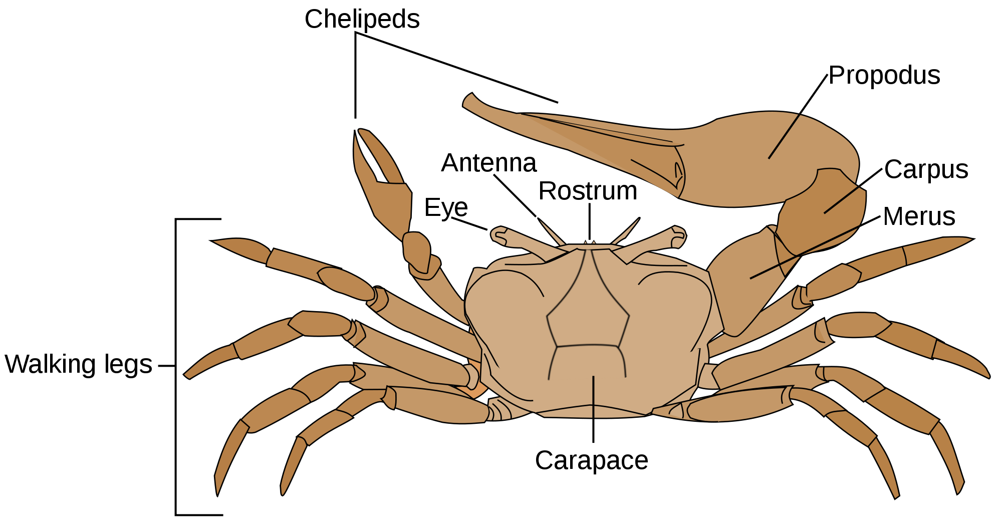 Crustacean svg #7, Download drawings