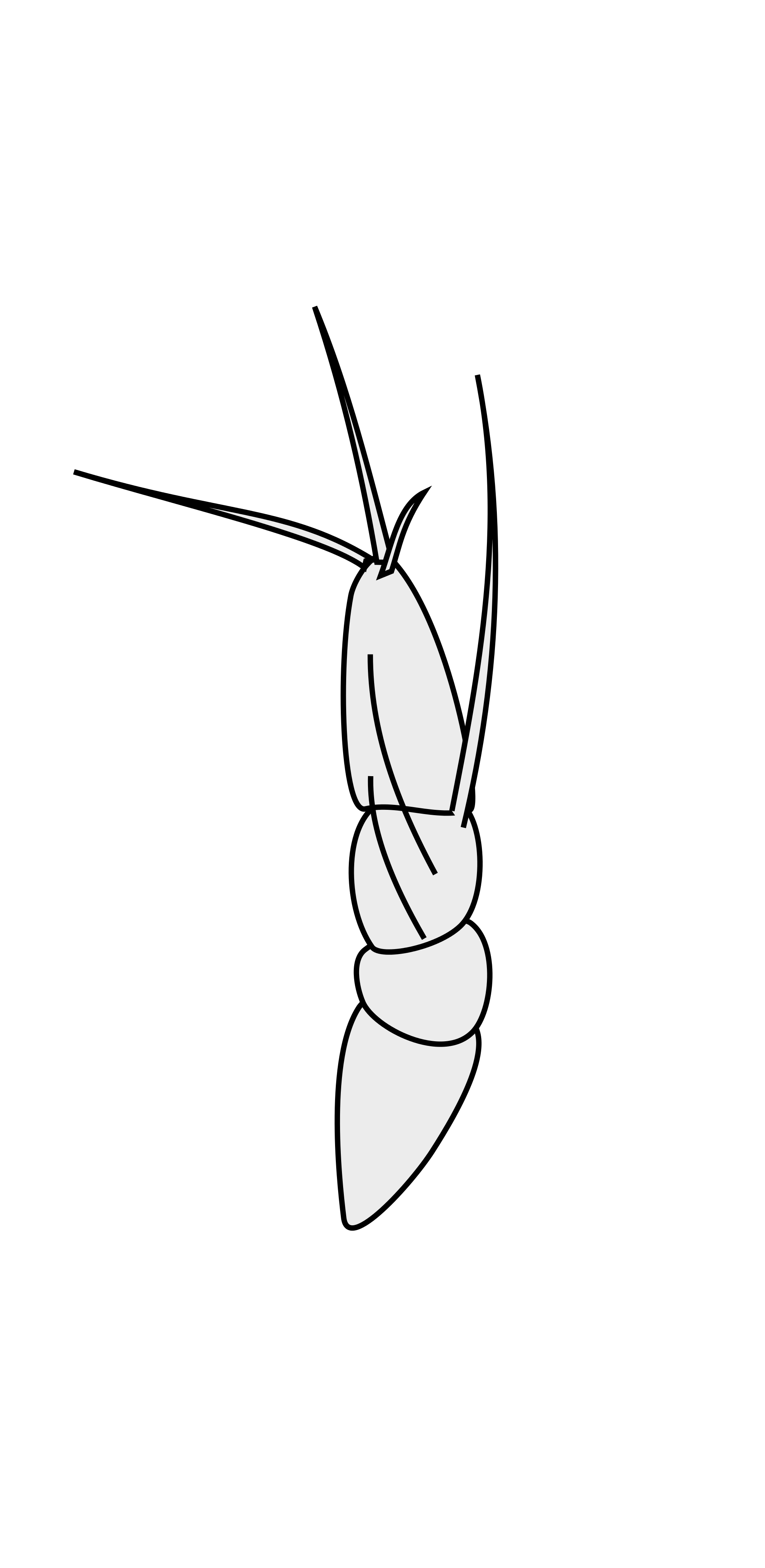 Crustacean svg #18, Download drawings