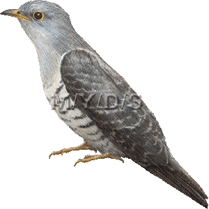 Cuckoo clipart #1, Download drawings