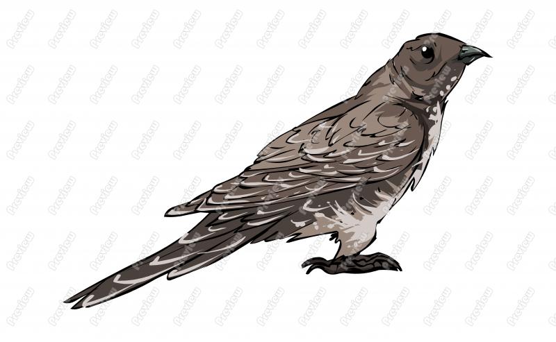 Cuckoo clipart #12, Download drawings
