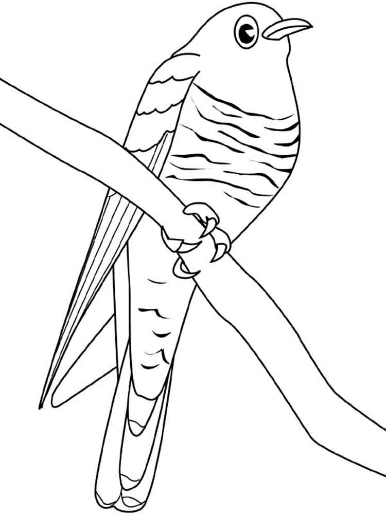 Cuckoo coloring #3, Download drawings