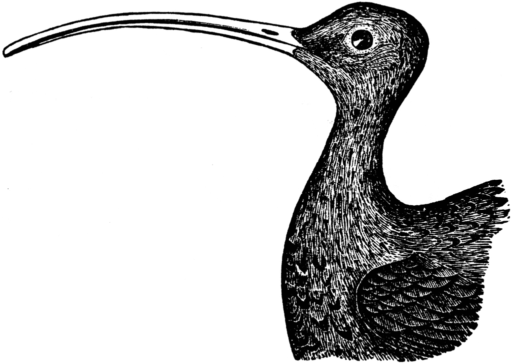 Curlew clipart #7, Download drawings