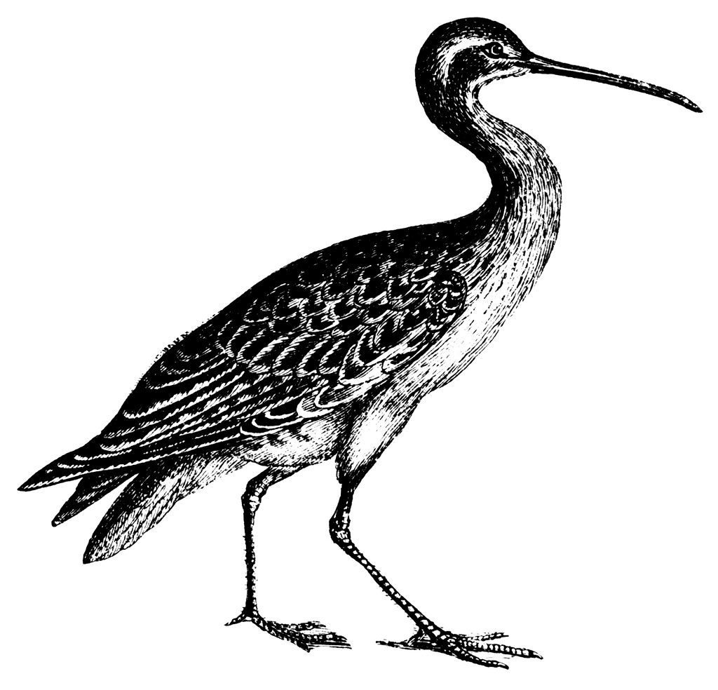 Curlew clipart #10, Download drawings