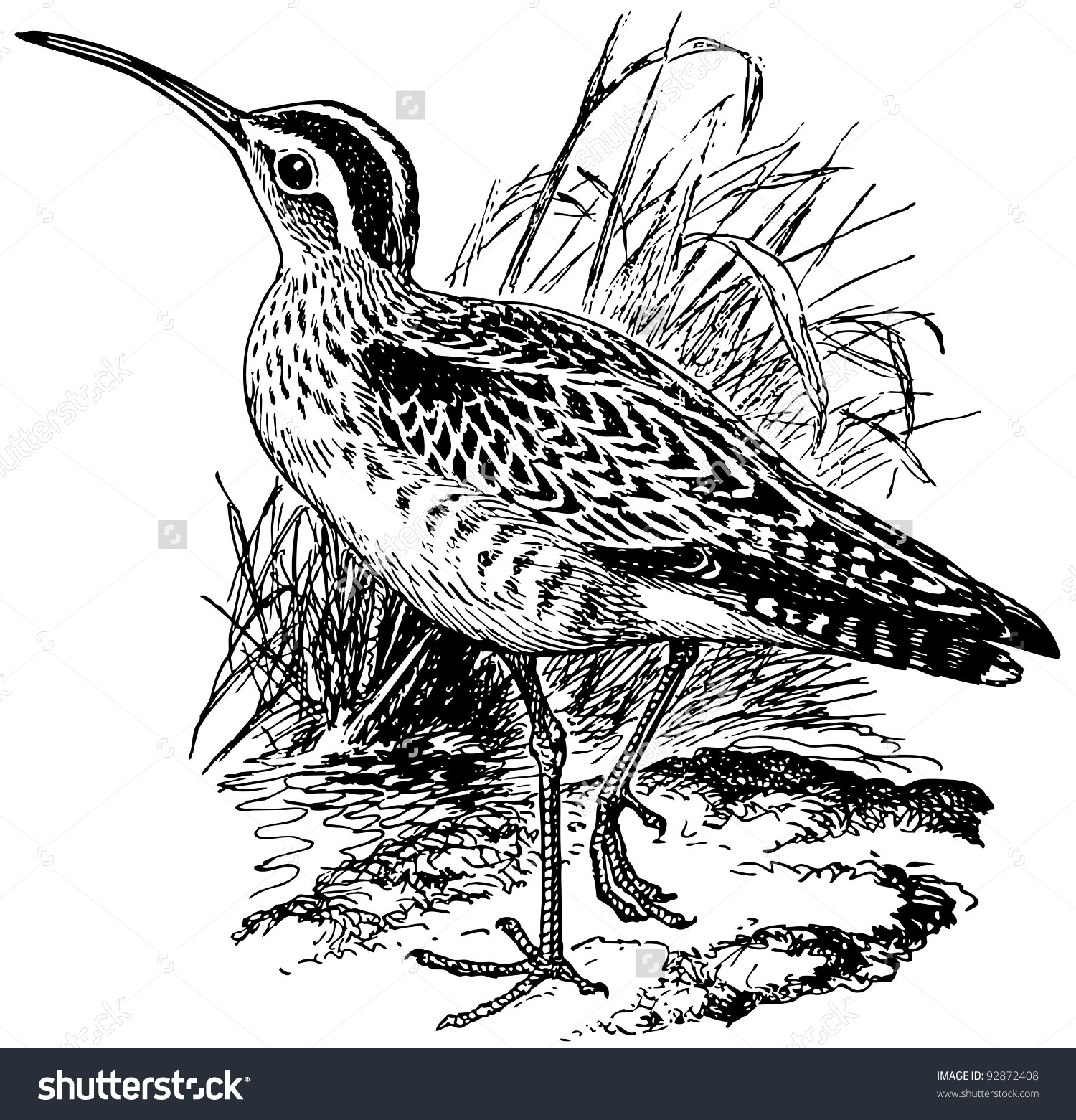 Curlew coloring #18, Download drawings