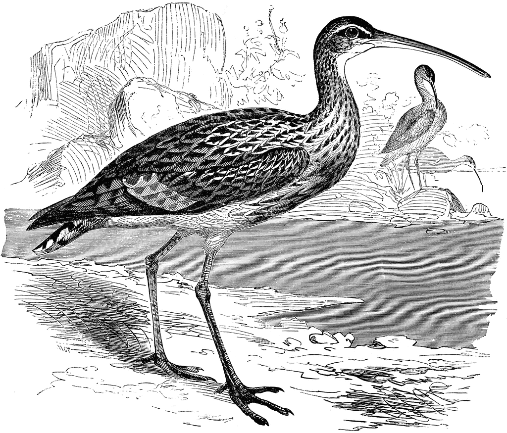 Curlew coloring #11, Download drawings