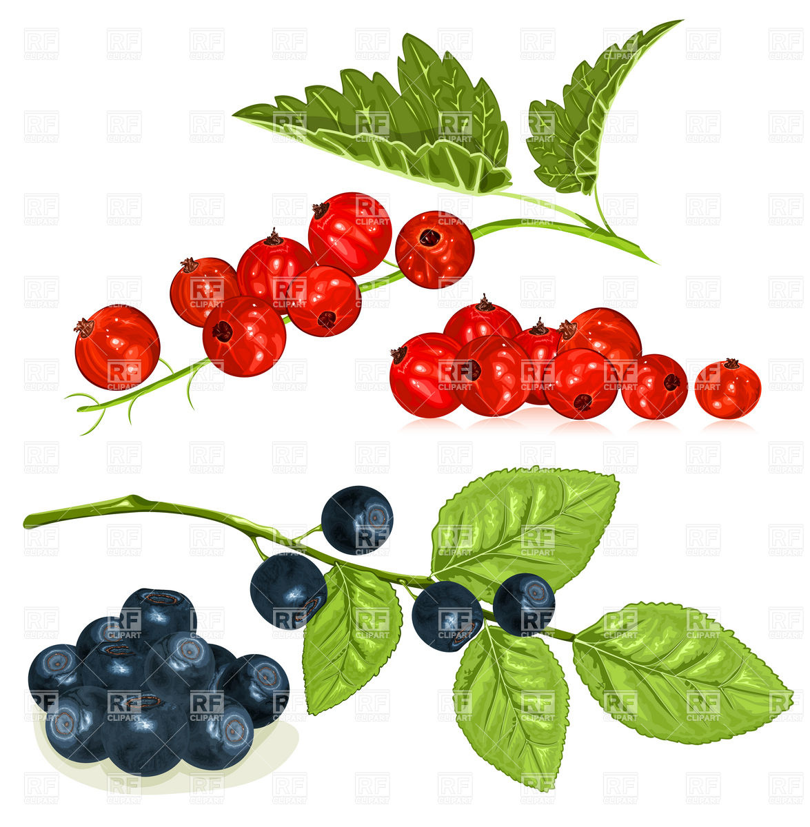 Currants clipart #3, Download drawings