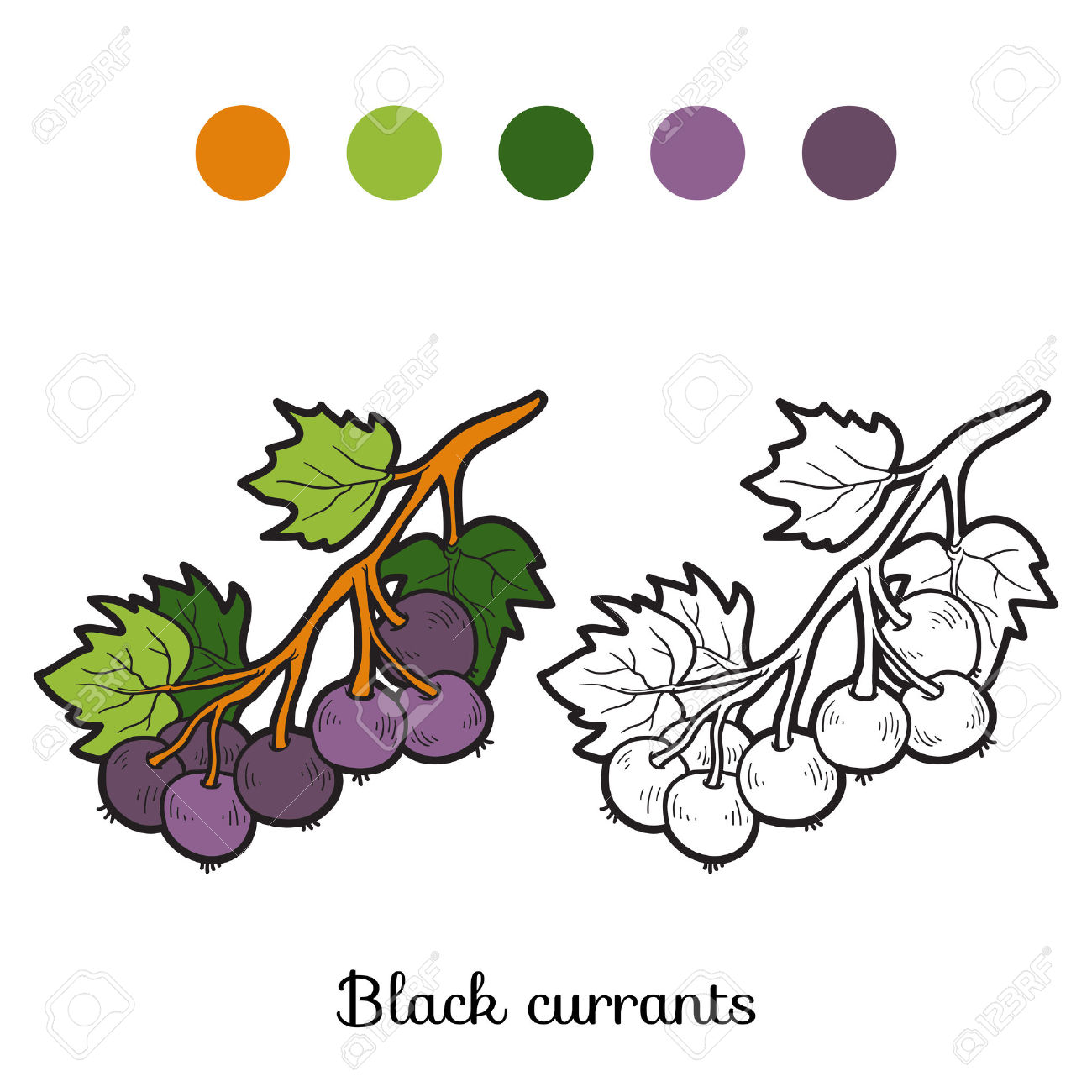Currants coloring #9, Download drawings