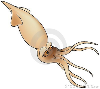 Cuttlefish clipart #13, Download drawings