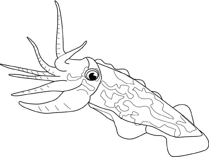 Cuttlefish coloring #19, Download drawings
