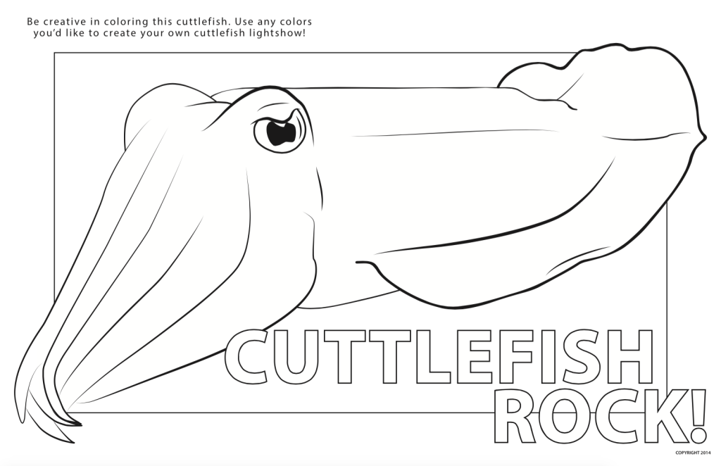 Cuttlefish coloring #7, Download drawings