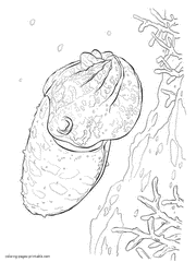 Cuttlefish coloring #17, Download drawings