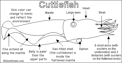 Cuttlefish coloring #14, Download drawings