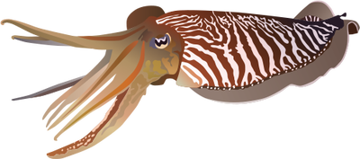 Cuttlefish svg #20, Download drawings