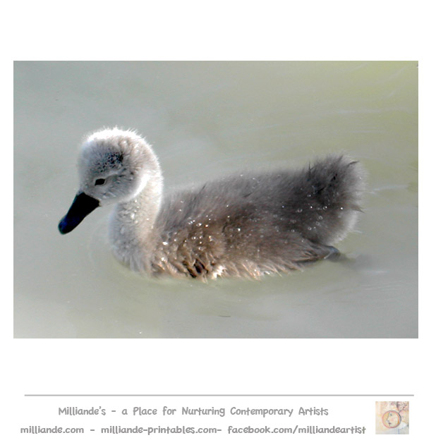 Cygnet clipart #3, Download drawings