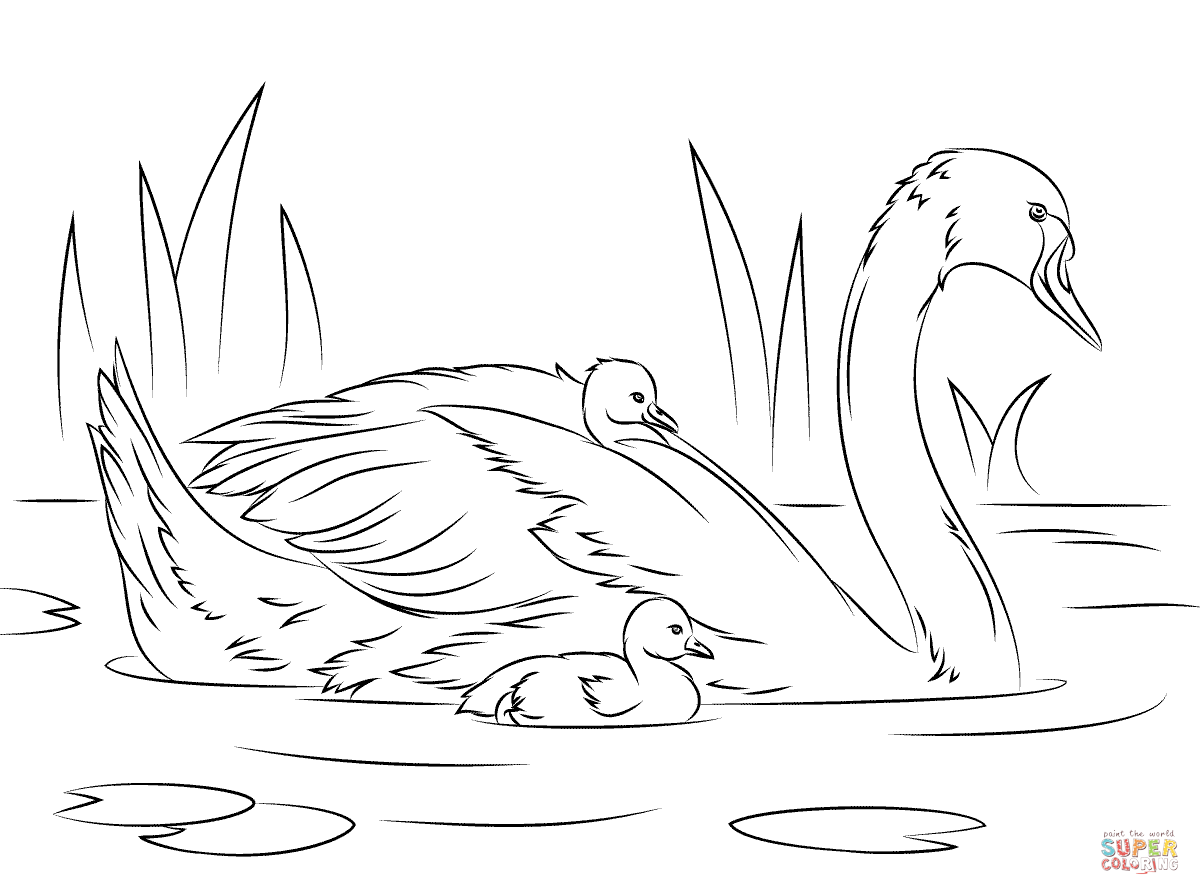 Swan coloring #6, Download drawings
