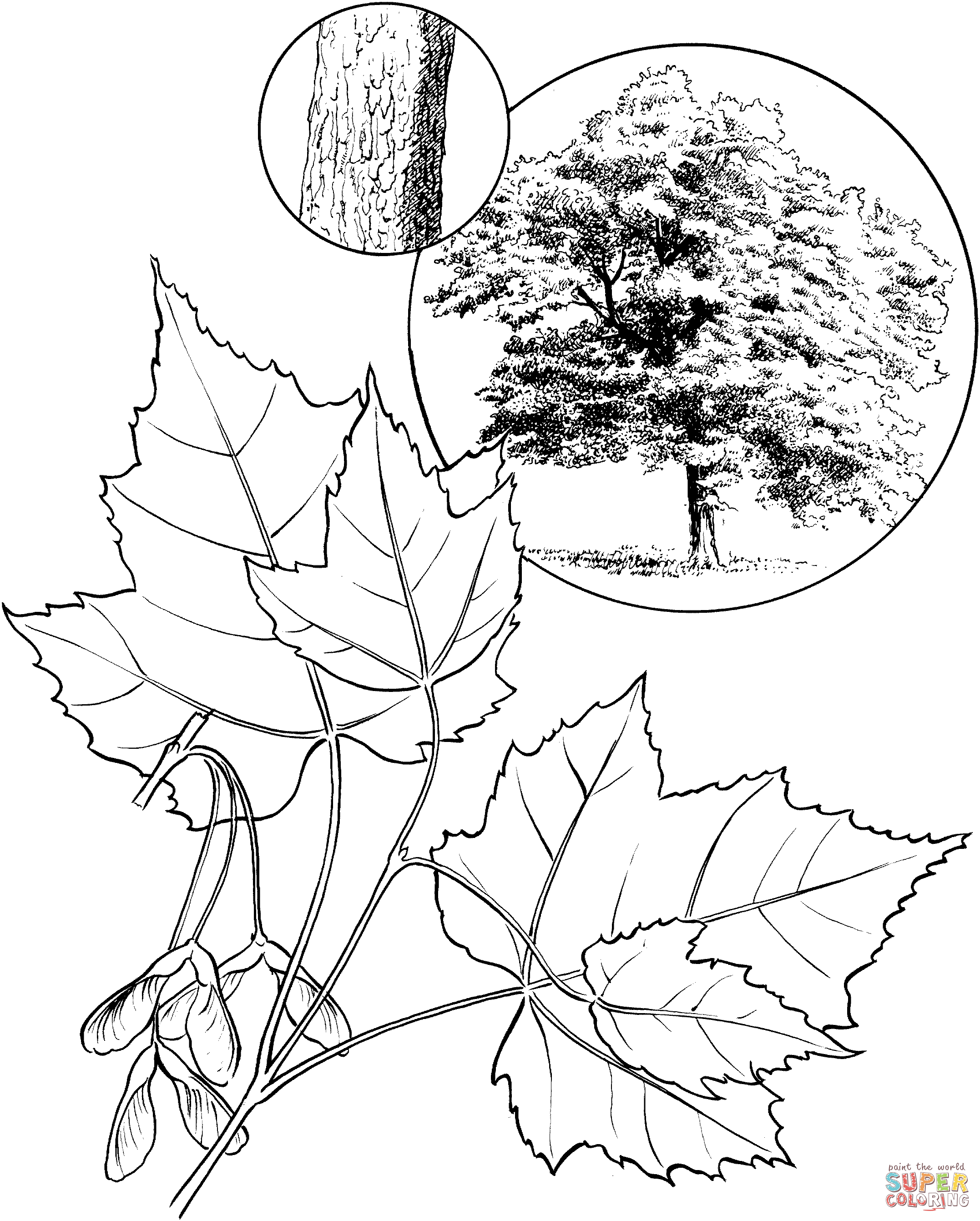 Maple Tree coloring #6, Download drawings
