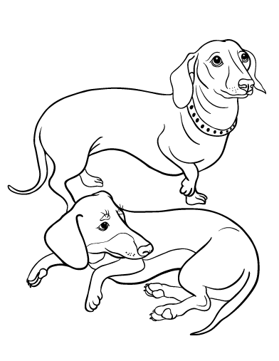 Dachshund coloring #19, Download drawings