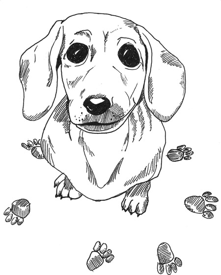 Dachshund coloring #14, Download drawings