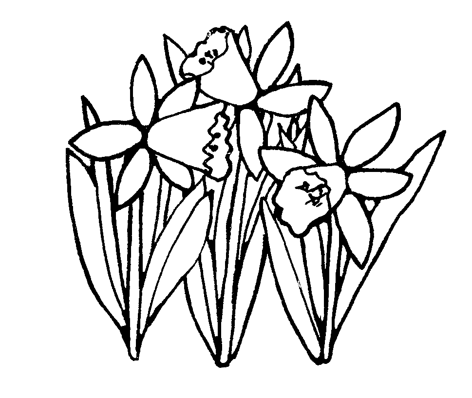 Daffodil clipart #11, Download drawings