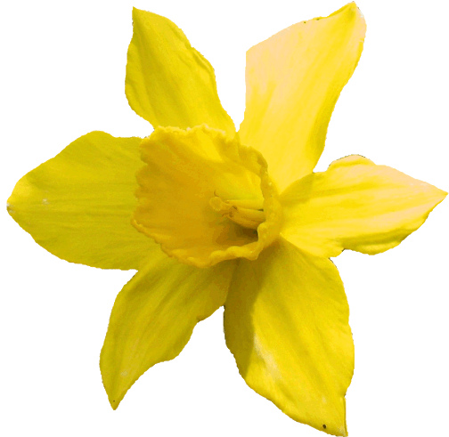 Daffodil clipart #7, Download drawings