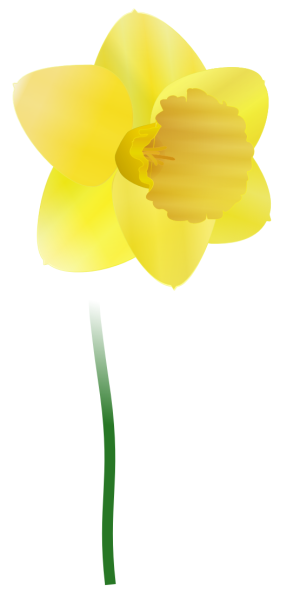 Daffodil clipart #18, Download drawings