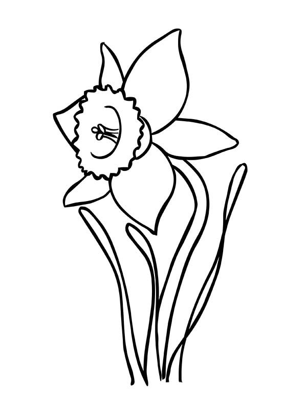 Daffodil coloring #19, Download drawings