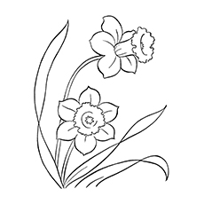 Daffodil coloring #5, Download drawings