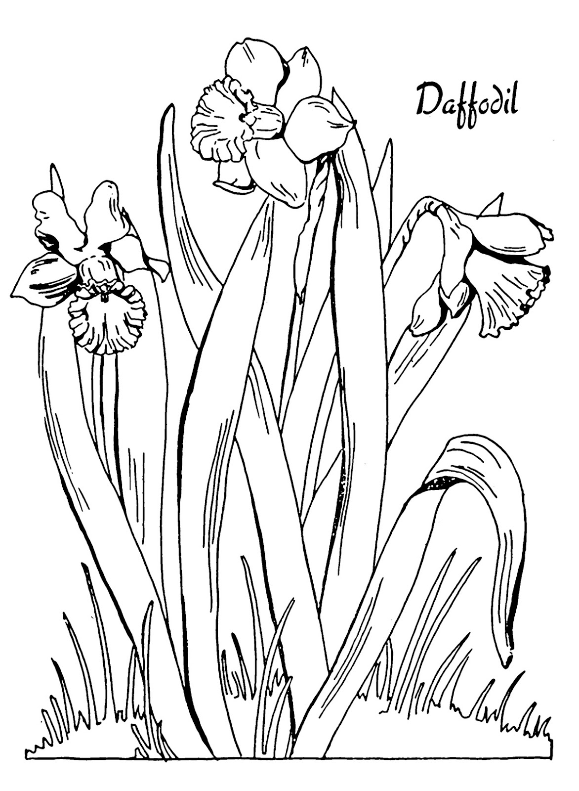 Daffodil coloring #3, Download drawings