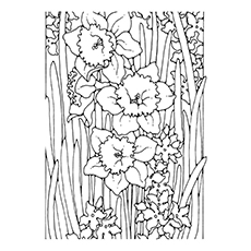 Daffodil coloring #4, Download drawings