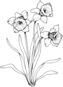 Daffodil coloring #11, Download drawings