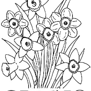 Daffodil coloring #15, Download drawings