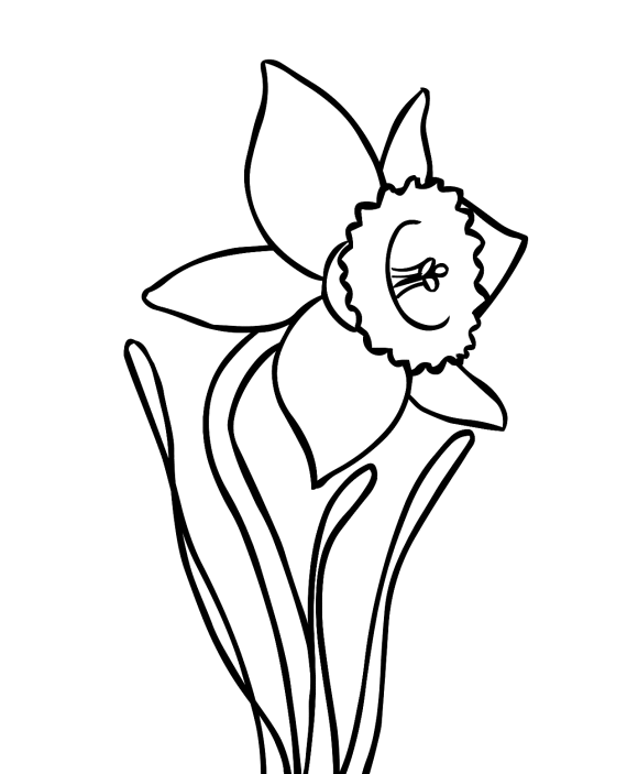 Daffodil coloring #12, Download drawings
