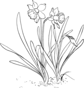 Daffodil coloring #8, Download drawings