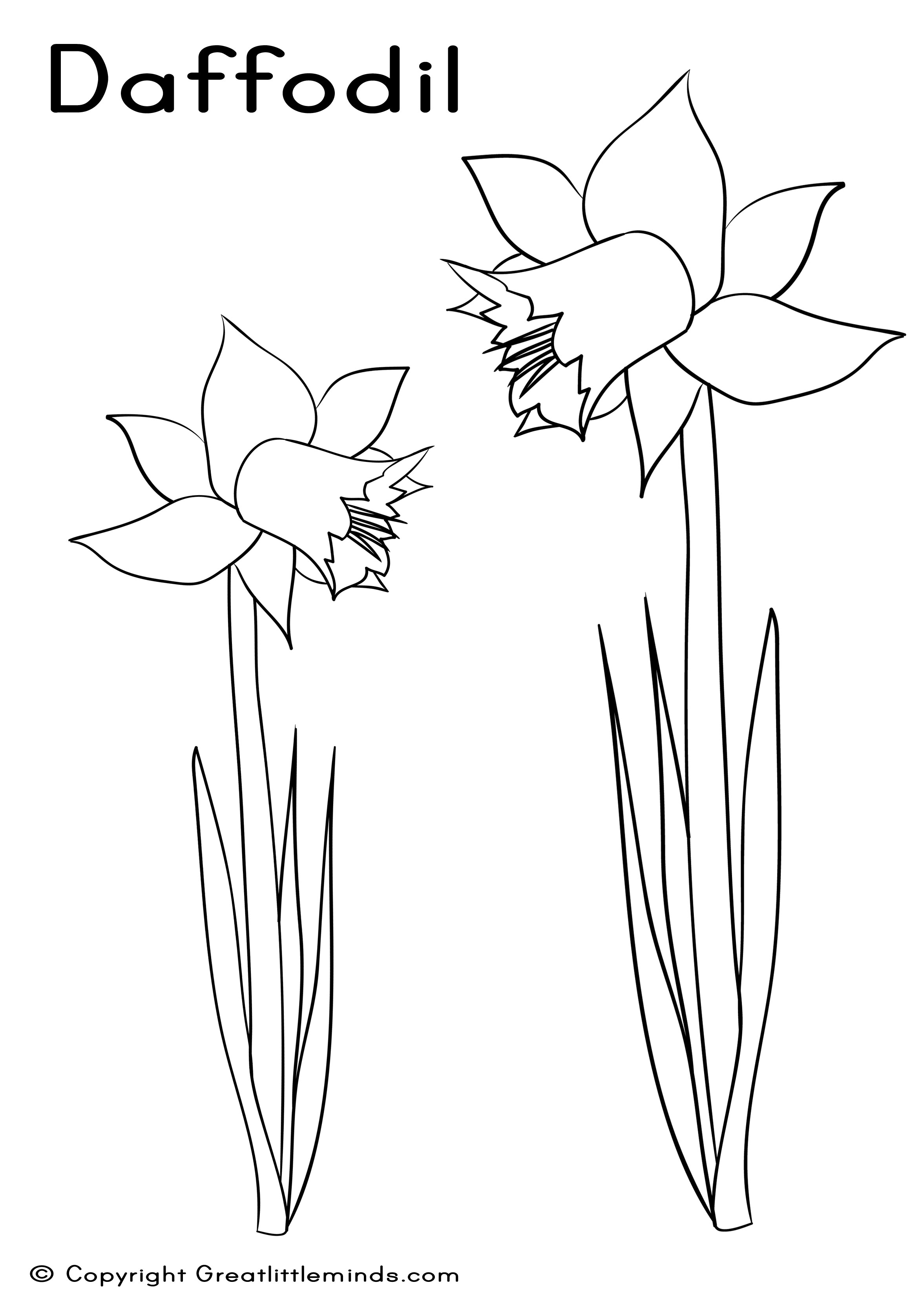 Daffodil coloring #2, Download drawings