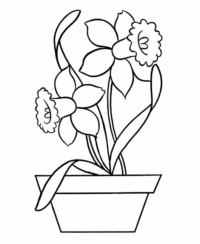 Daffodil coloring #17, Download drawings