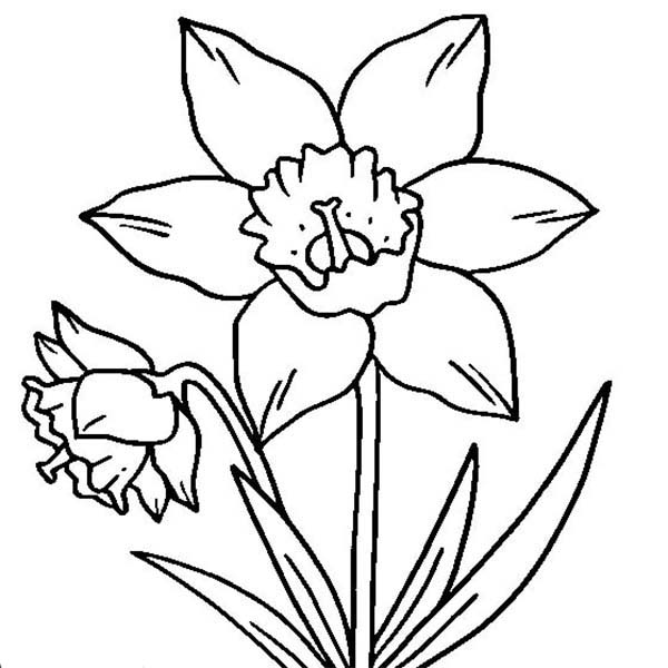 Daffodil coloring #16, Download drawings