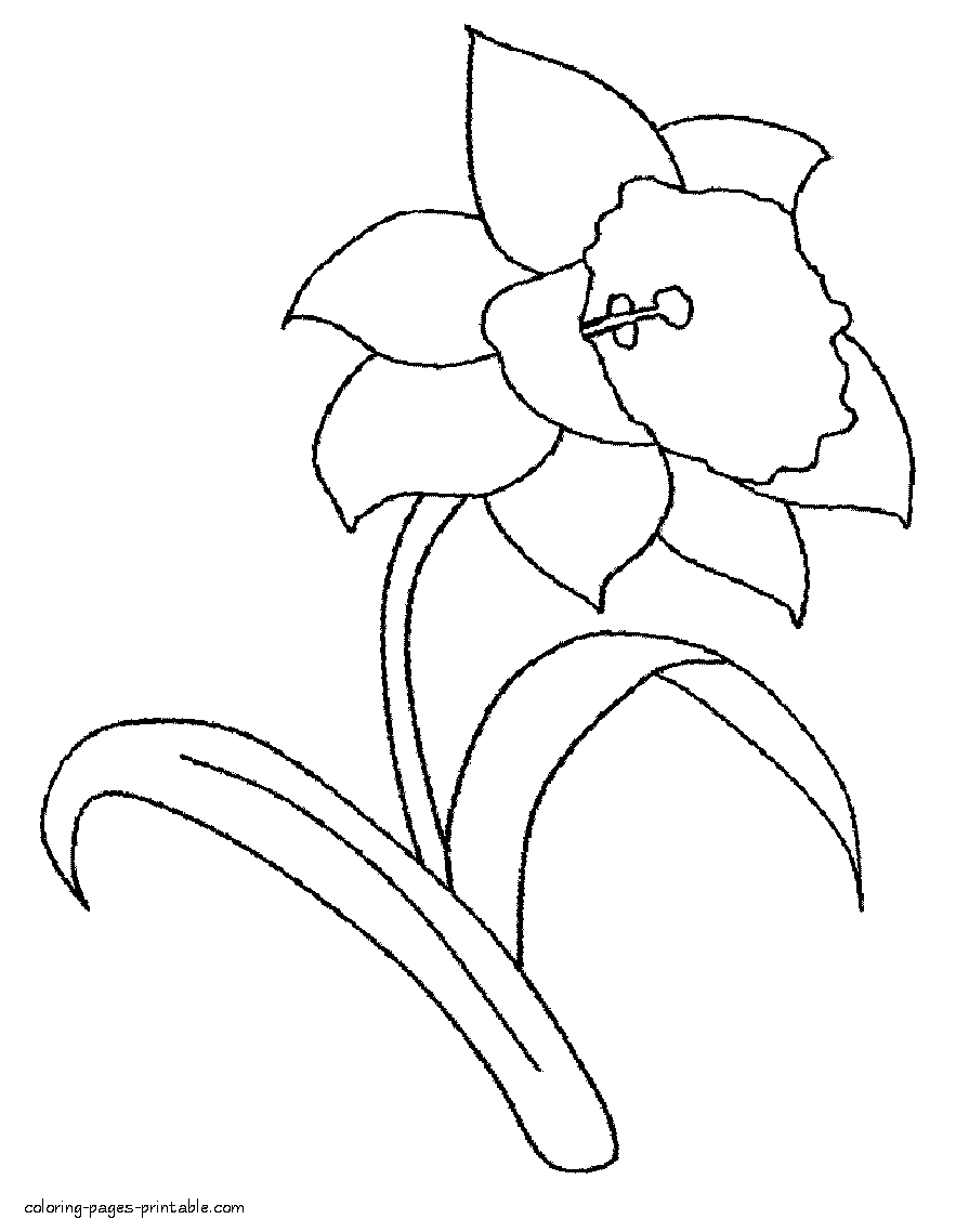 Daffodil coloring #1, Download drawings