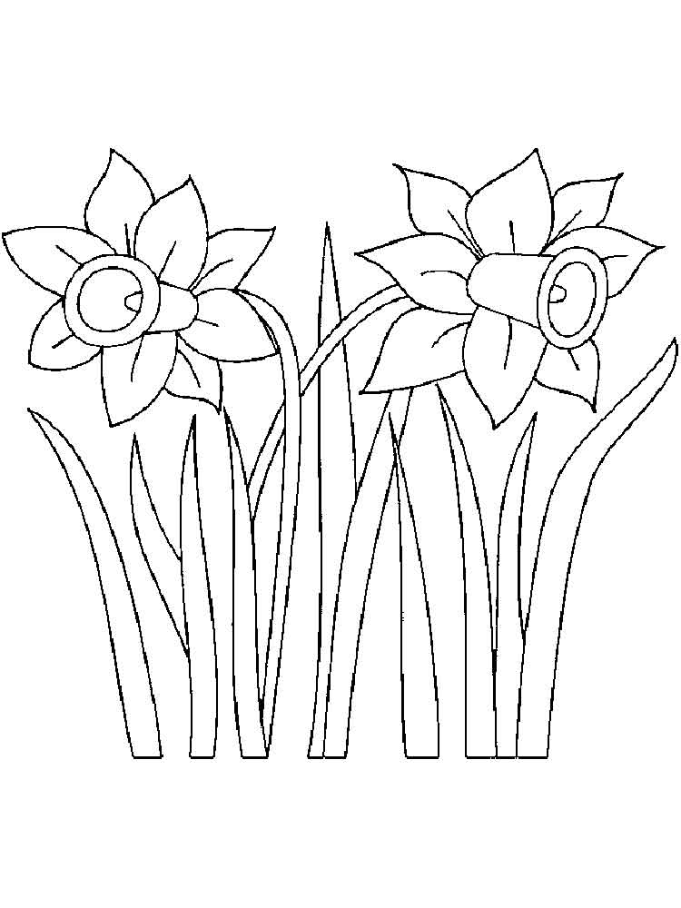 Daffodil coloring #10, Download drawings
