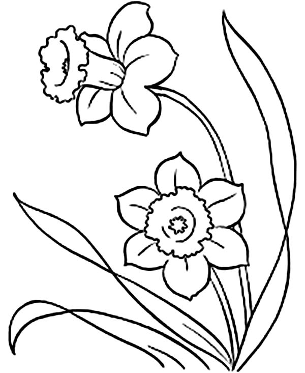 Daffodil coloring #13, Download drawings