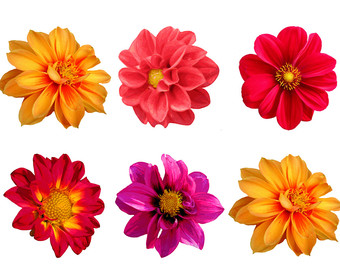 Dahlia clipart #2, Download drawings